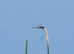Celithemis bertha