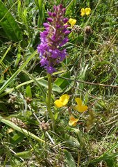 Gymnadenia borealis