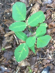 Desmodium tweedyi