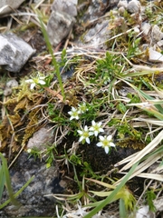 Moehringia ciliata