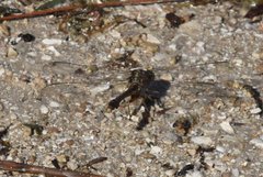 Arigomphus pallidus