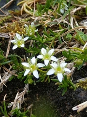 Moehringia ciliata