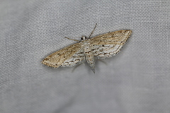 Parapoynx allionealis