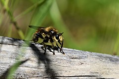 Laphria fernaldi