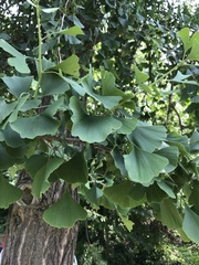 Ginkgo