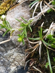 Moehringia ciliata