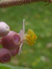 Miconia subcrustulata
