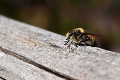 Laphria fernaldi