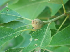 Zapatella quercusphellos