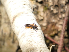 Chalcosyrphus curvaria
