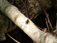 Chalcosyrphus curvaria