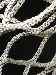 Cerastipsocus trifasciatus