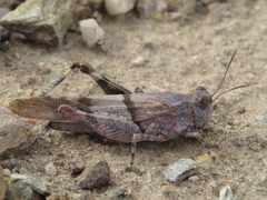 Sphingonotus lluciapomaresi