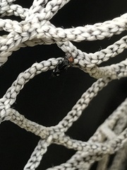 Cerastipsocus trifasciatus