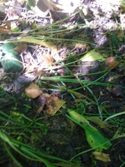 Allium ursinum