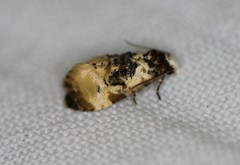 Phalonidia memoranda