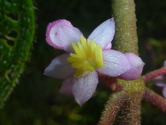 Miconia subcrustulata