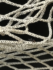 Cerastipsocus trifasciatus