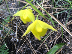 Calochortus pulchellus