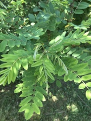 Robinia pseudoacacia