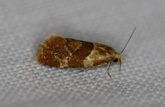 Phalonidia ontariana
