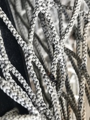 Cerastipsocus trifasciatus