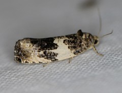 Pseudosciaphila duplex