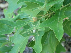 Zapatella quercusphellos