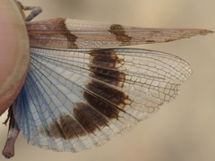 Sphingonotus lluciapomaresi