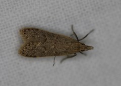 Dichomeris punctipennella