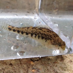 Etheostoma duryi