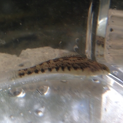 Etheostoma duryi