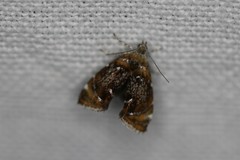 Prochoreutis inflatella