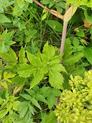 Angelica archangelica litoralis