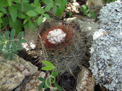 Melocactus macracanthos