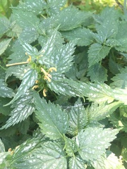 Lamium galeobdolon flavidum