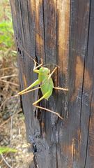 Pediodectes haldemanii