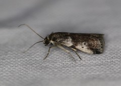 Acrobasis vaccinii