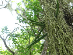 Brassavola