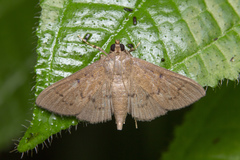 Phostria