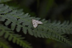 Udea washingtonalis