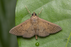 Phostria