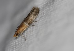 Moodna pallidostrinella
