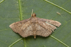 Protonoceras