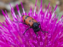 Mylabris quadripunctata