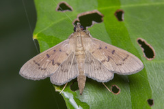 Phostria