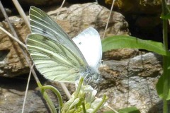 Pieris bryoniae