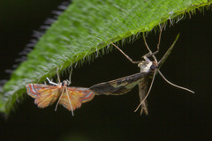 Ambia decoralis