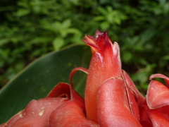 Costus lima