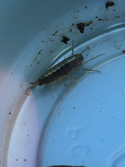 Arcitalitrus sylvaticus